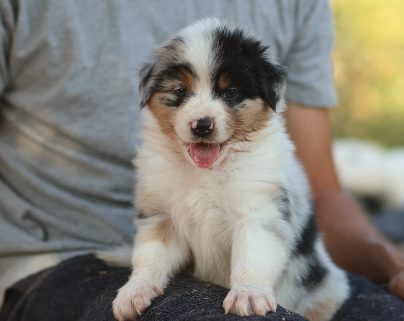 Semper Fidélis Aussie - Chiots disponibles - Berger Australien