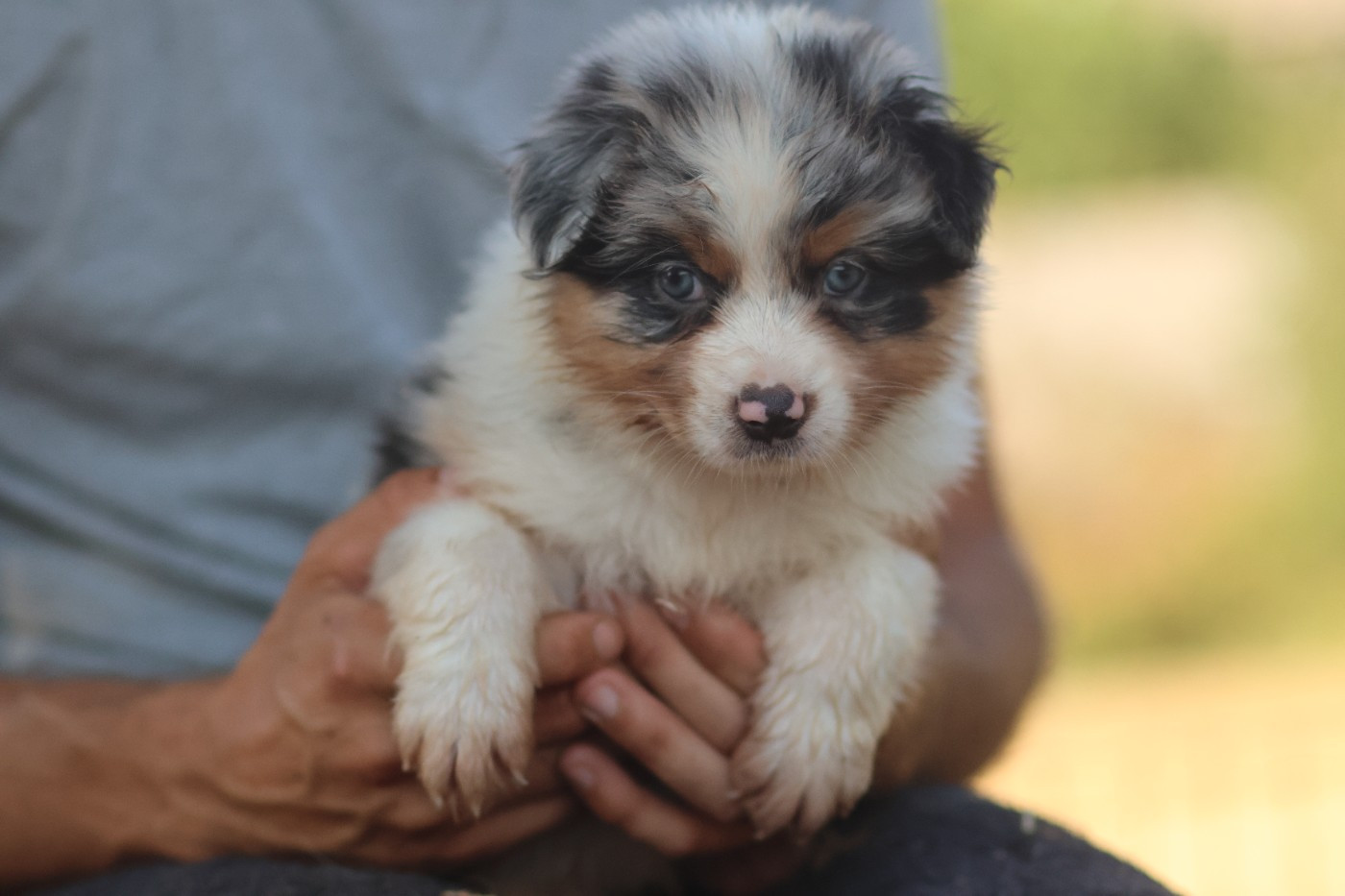 Semper Fidélis Aussie - Chiots disponibles - Berger Australien