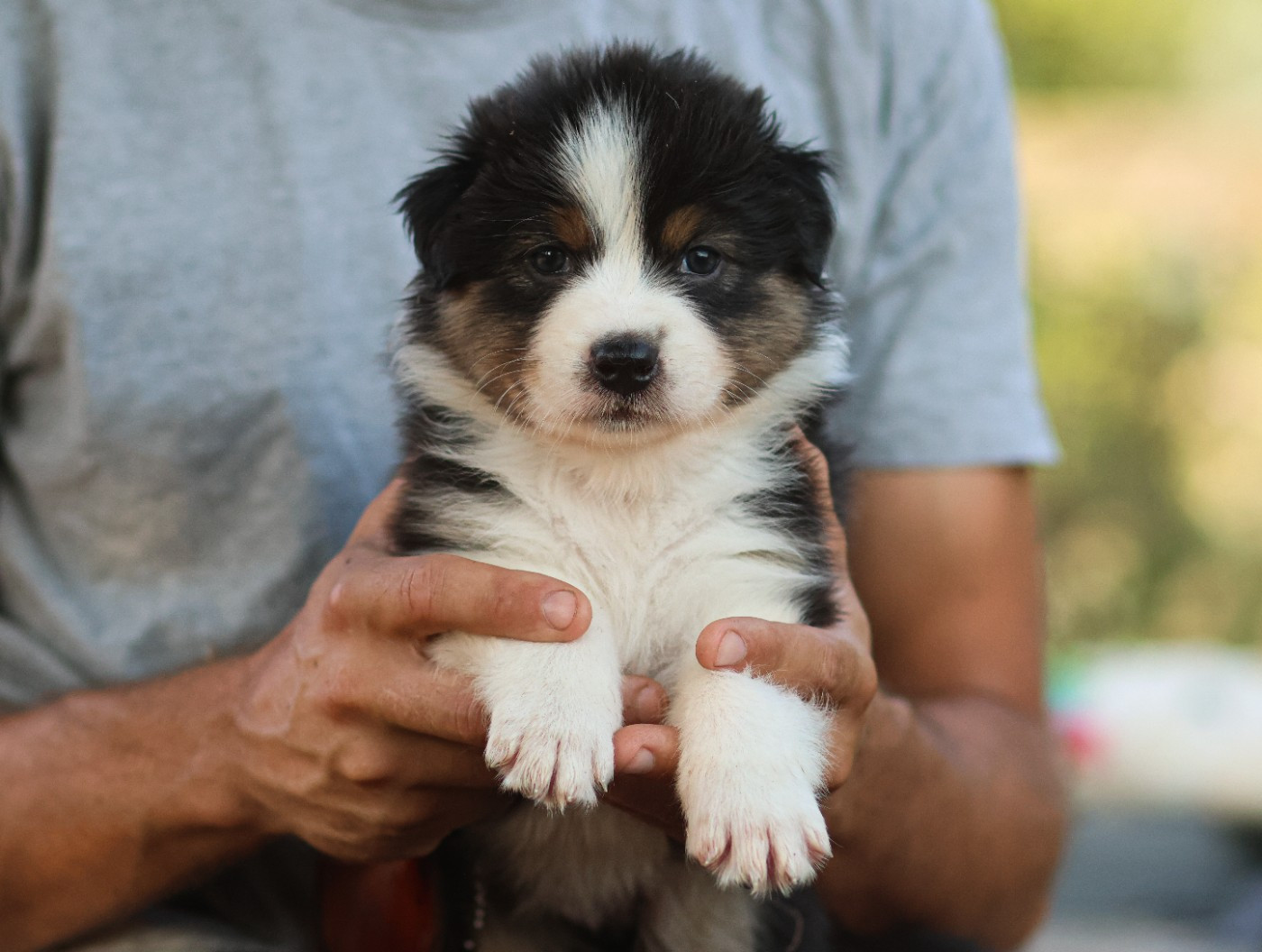Semper Fidélis Aussie - Chiots disponibles - Berger Australien