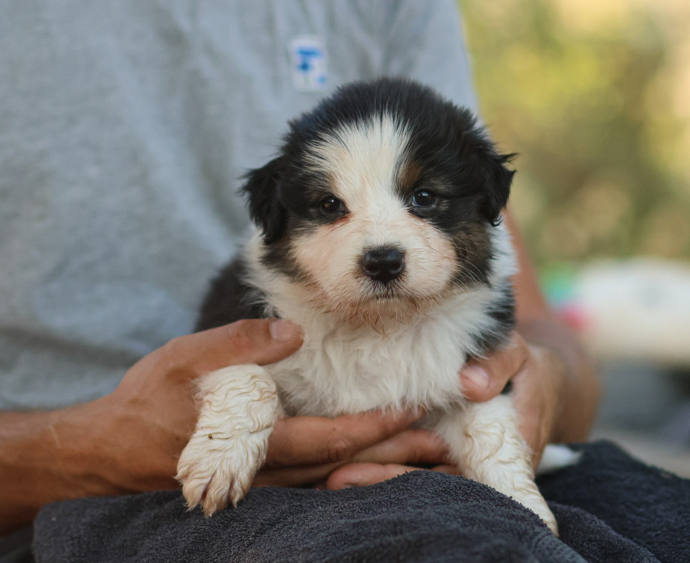 Semper Fidélis Aussie - Chiots disponibles - Berger Australien