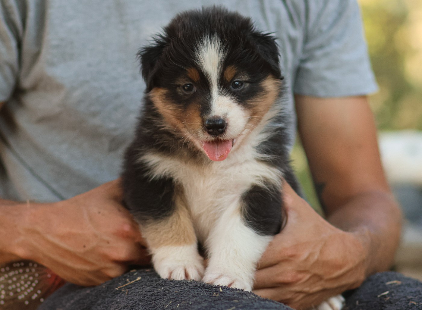 Semper Fidélis Aussie - Chiots disponibles - Berger Australien