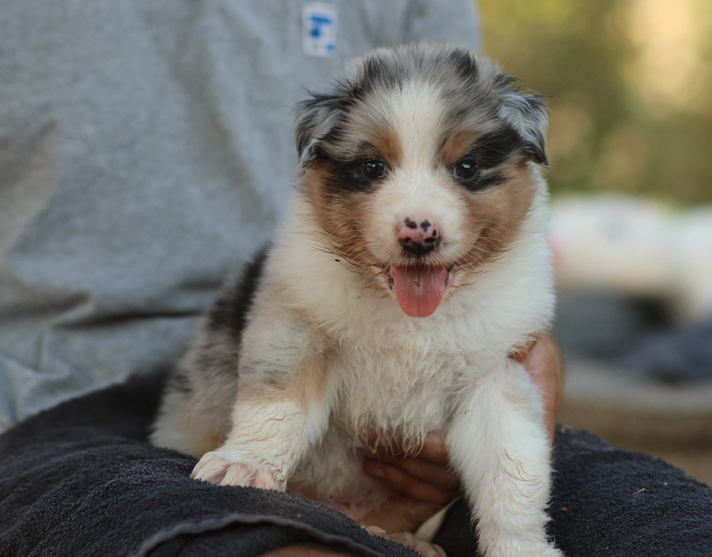 Semper Fidélis Aussie - Chiots disponibles - Berger Australien