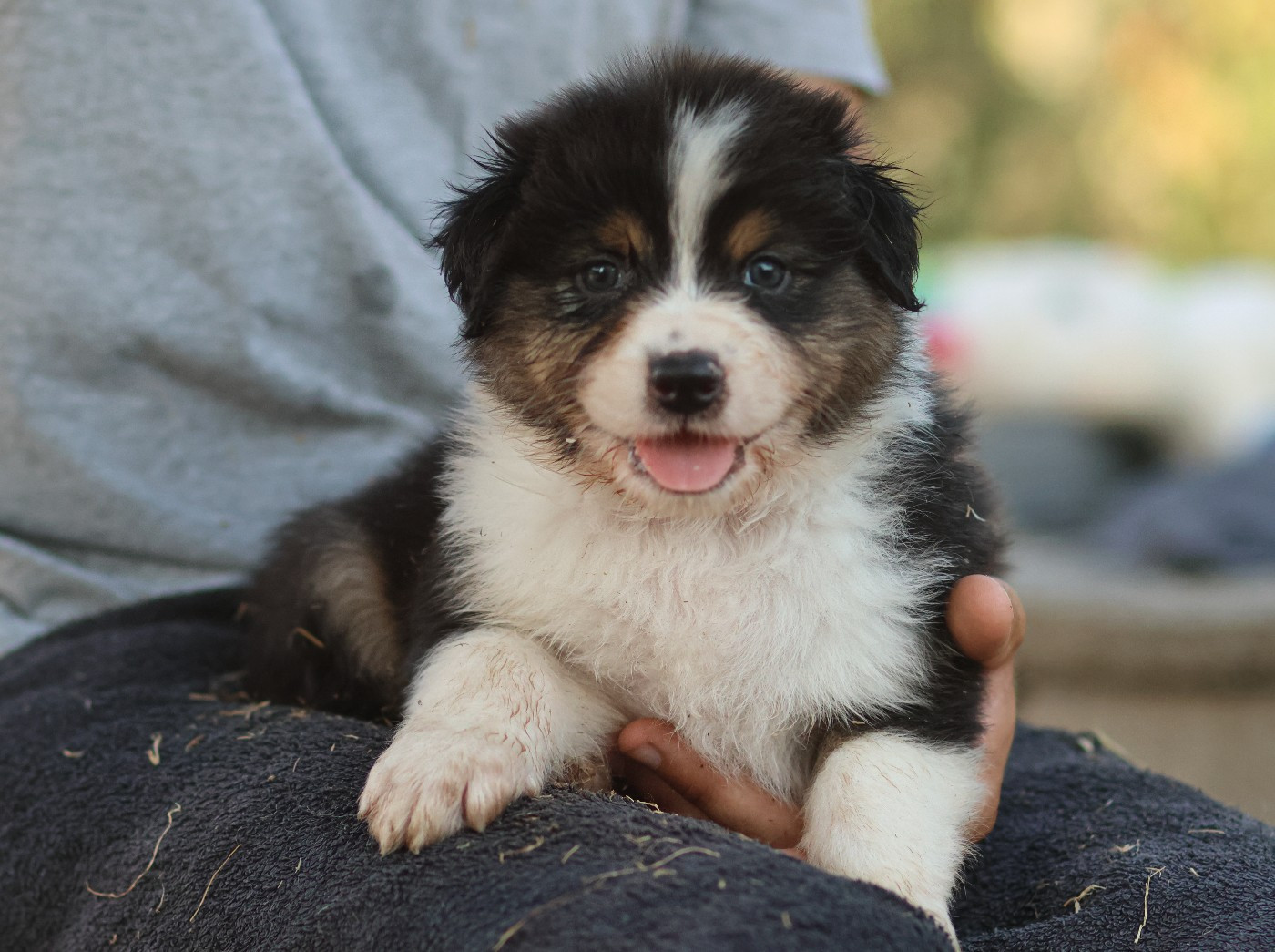 Semper Fidélis Aussie - Chiots disponibles - Berger Australien