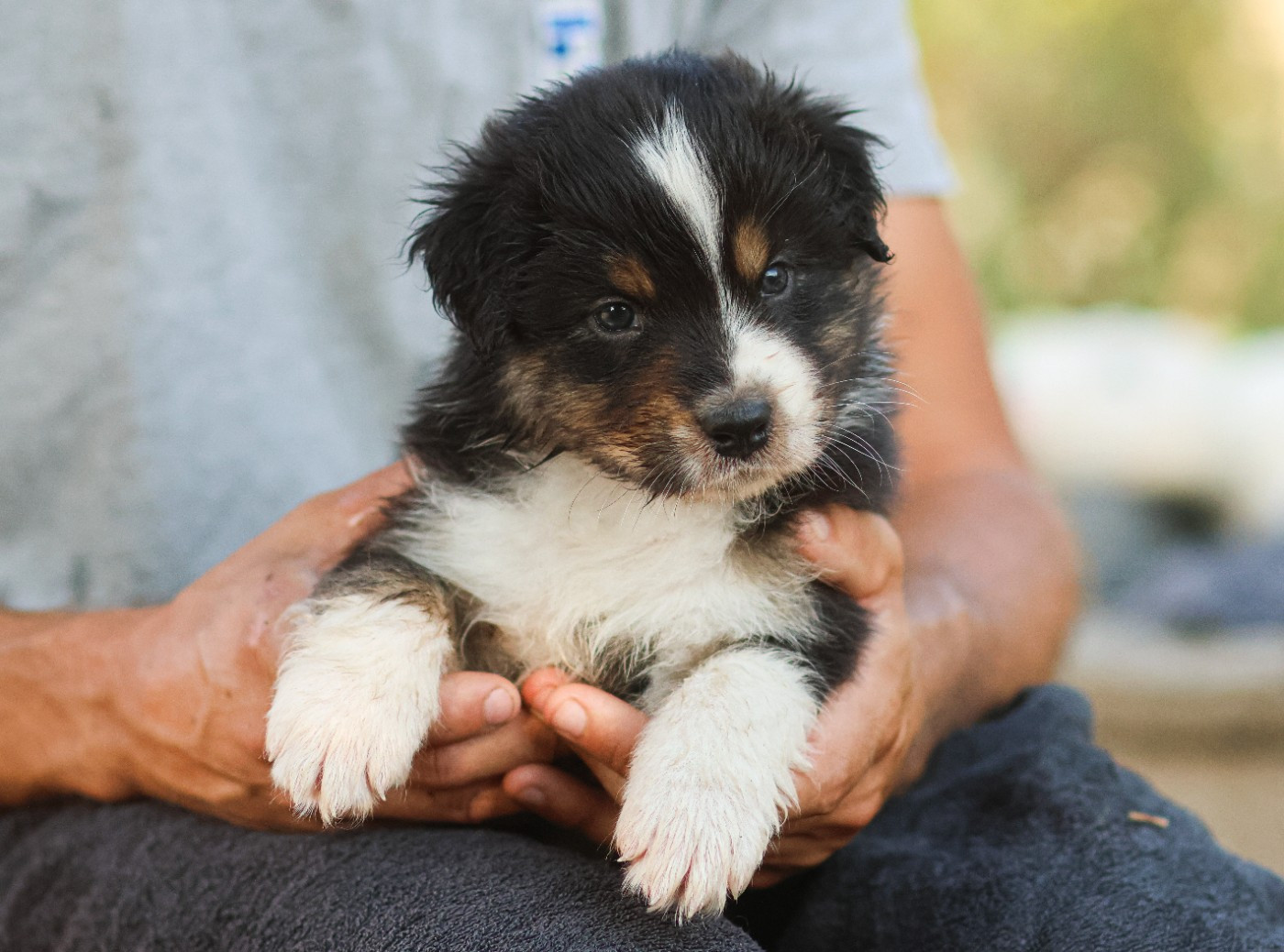 Semper Fidélis Aussie - Chiots disponibles - Berger Australien