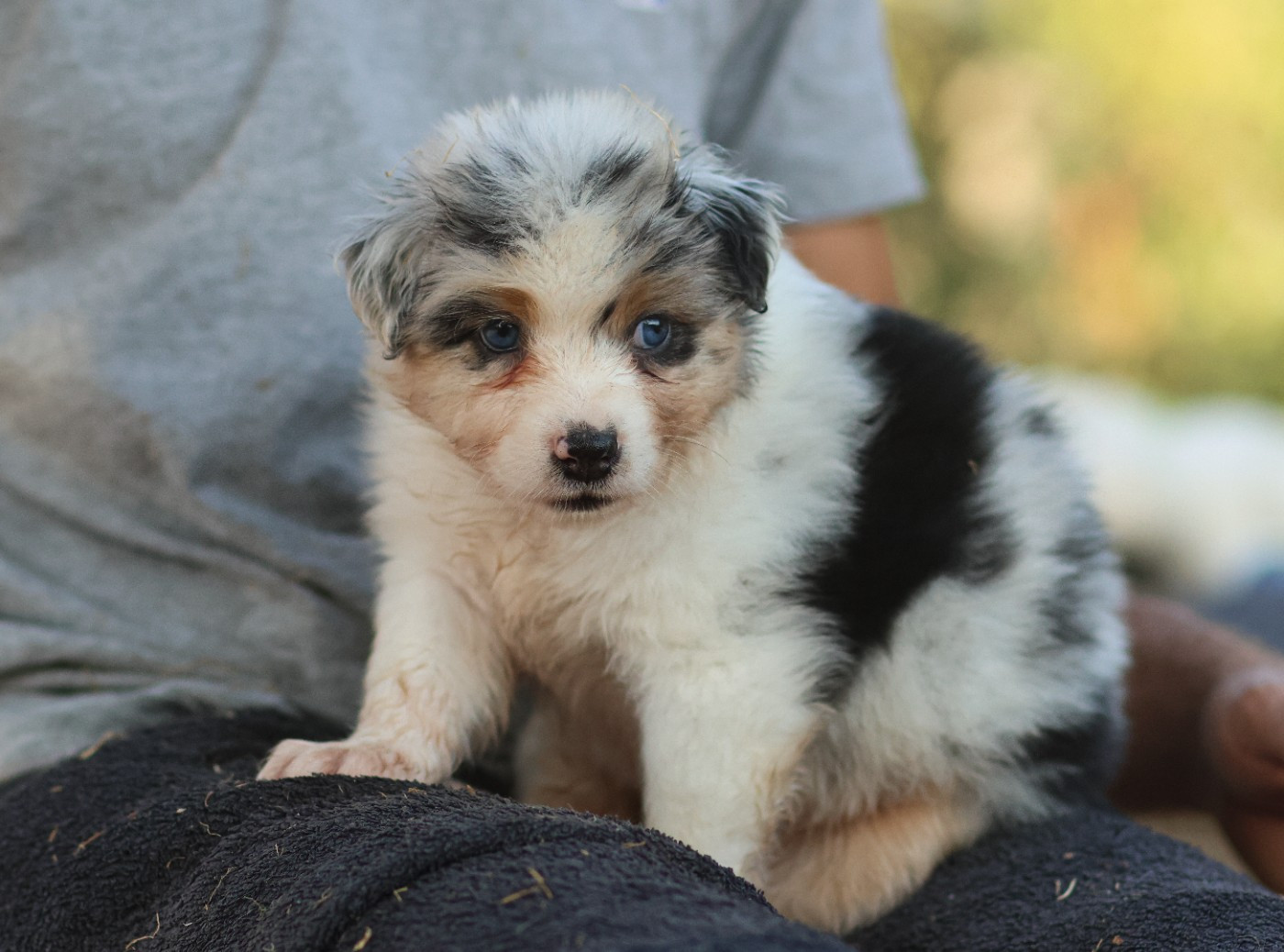 Semper Fidélis Aussie - Chiots disponibles - Berger Australien