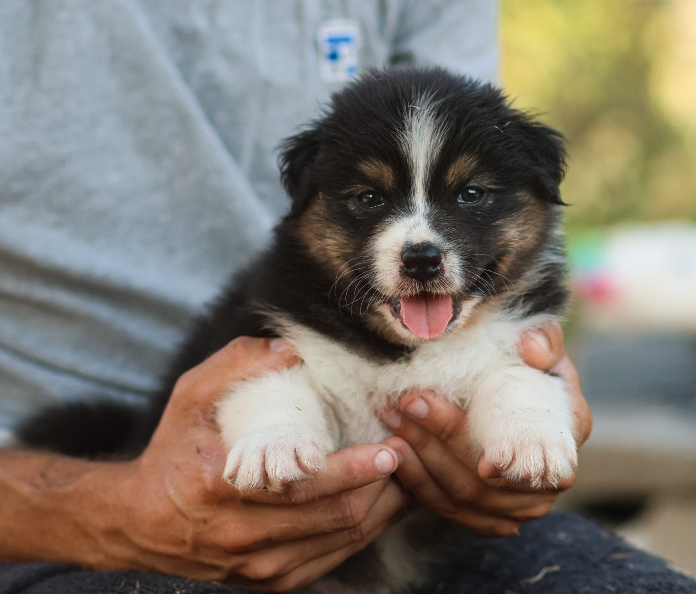Semper Fidélis Aussie - Chiots disponibles - Berger Australien