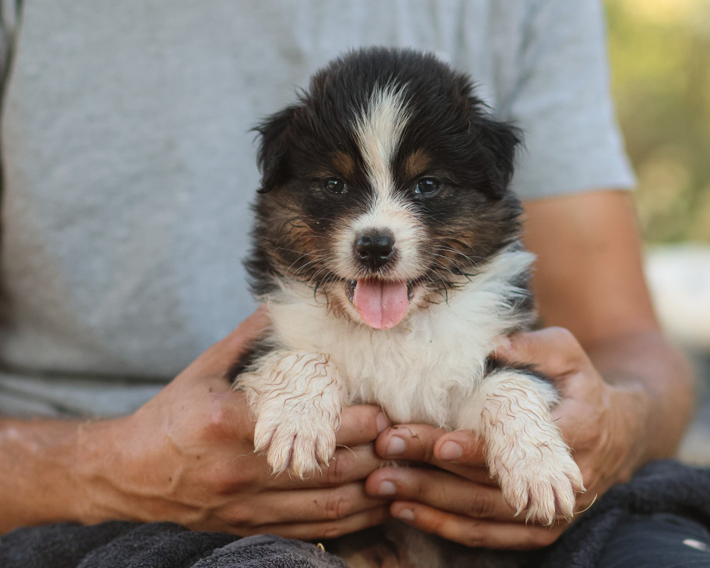 Semper Fidélis Aussie - Chiots disponibles - Berger Australien