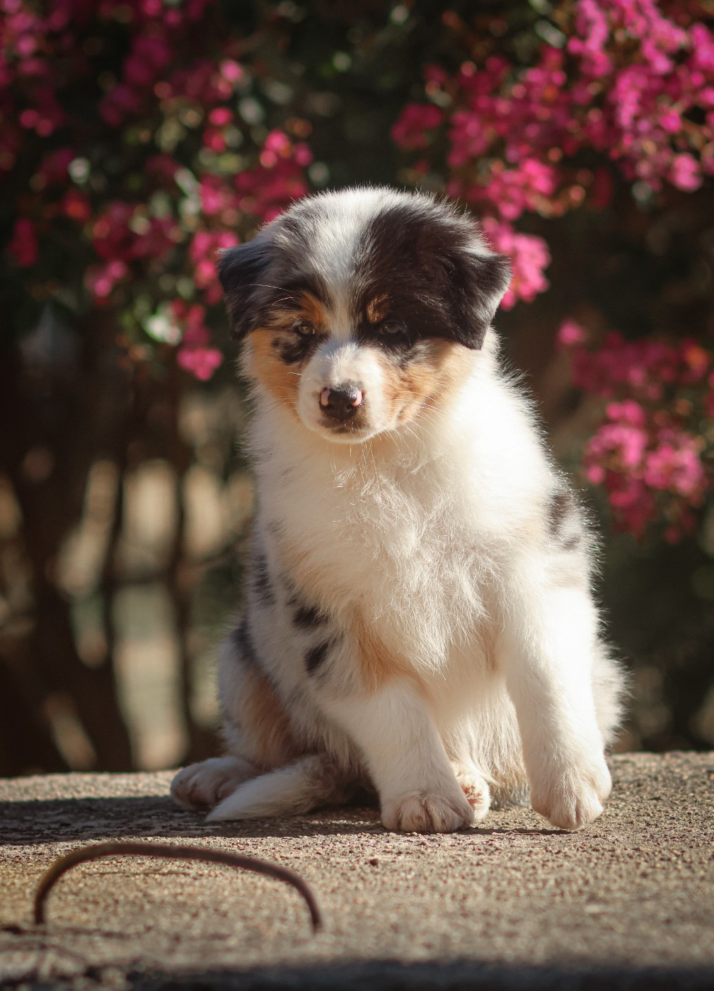 Semper Fidélis Aussie - Chiots disponibles - Berger Australien