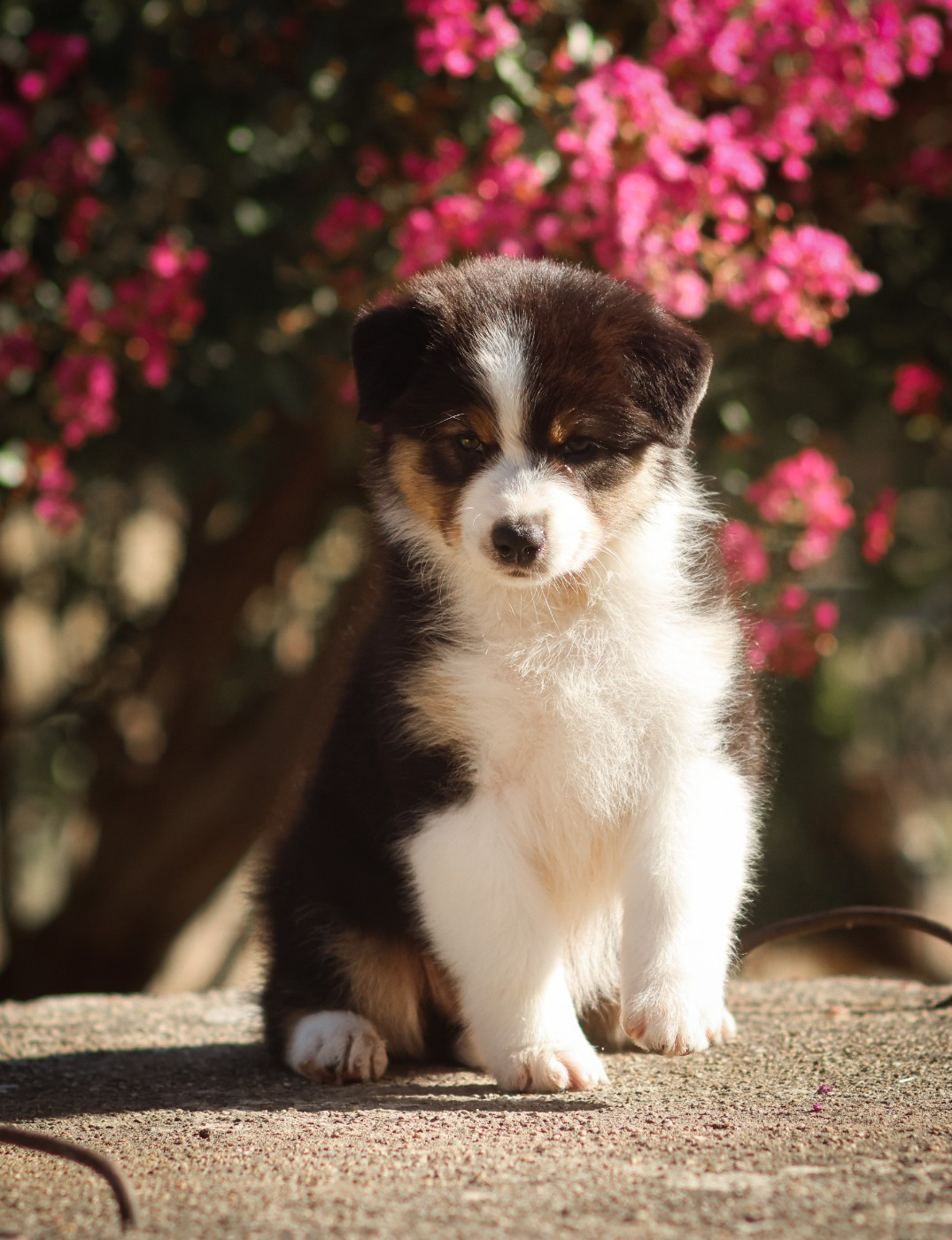 Semper Fidélis Aussie - Chiots disponibles - Berger Australien