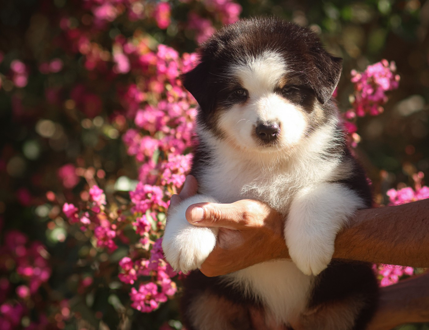 Semper Fidélis Aussie - Chiots disponibles - Berger Australien