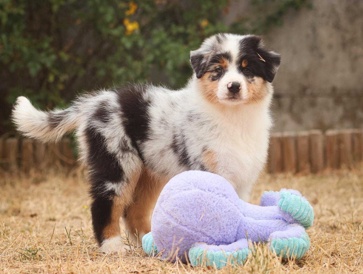 Semper Fidélis Aussie - Chiots disponibles - Berger Australien