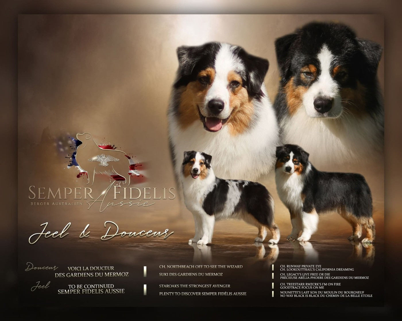 Semper Fidélis Aussie - Berger Australien - Portée née le 11/06/2026