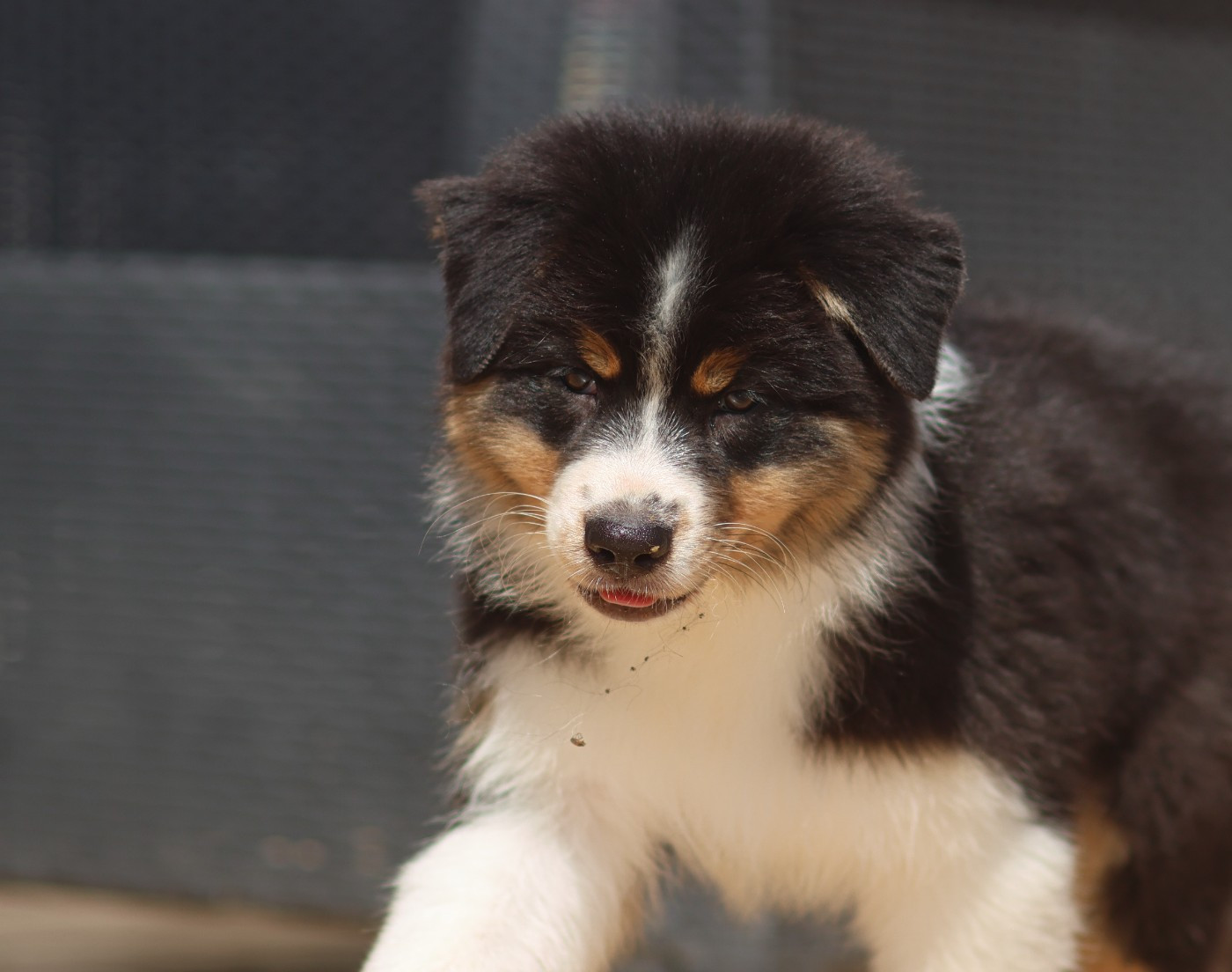 Semper Fidélis Aussie - Chiots disponibles - Berger Australien