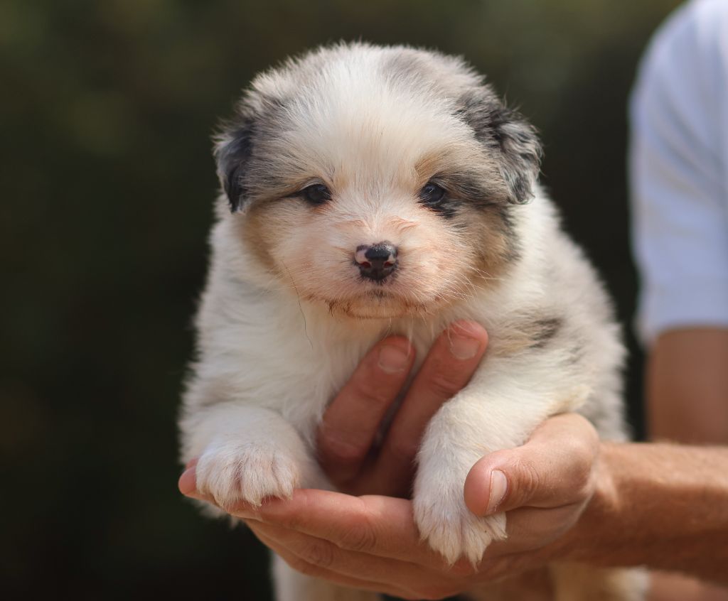 Semper Fidélis Aussie - Chiots disponibles - Berger Australien