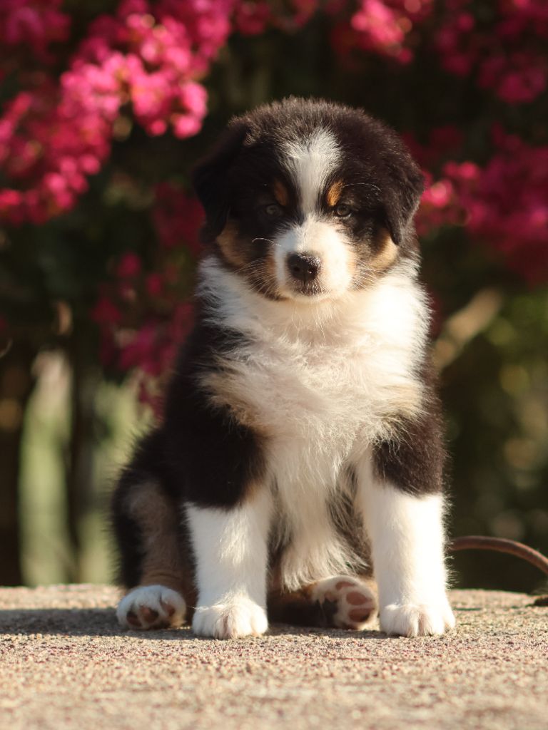 Semper Fidélis Aussie - Chiots disponibles - Berger Australien