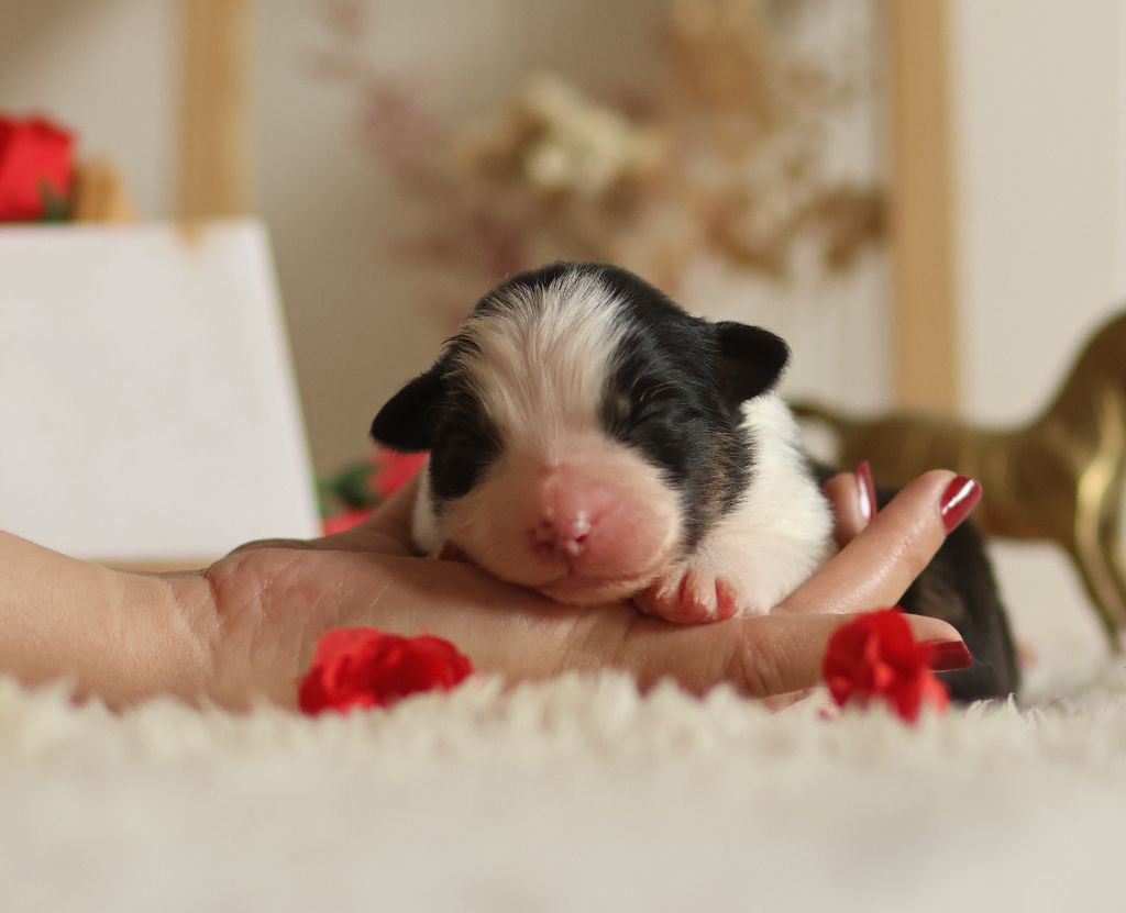 Semper Fidélis Aussie - Chiots disponibles - Berger Australien