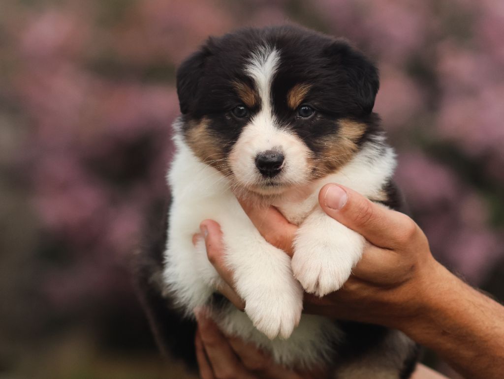 Semper Fidélis Aussie - Chiots disponibles - Berger Australien
