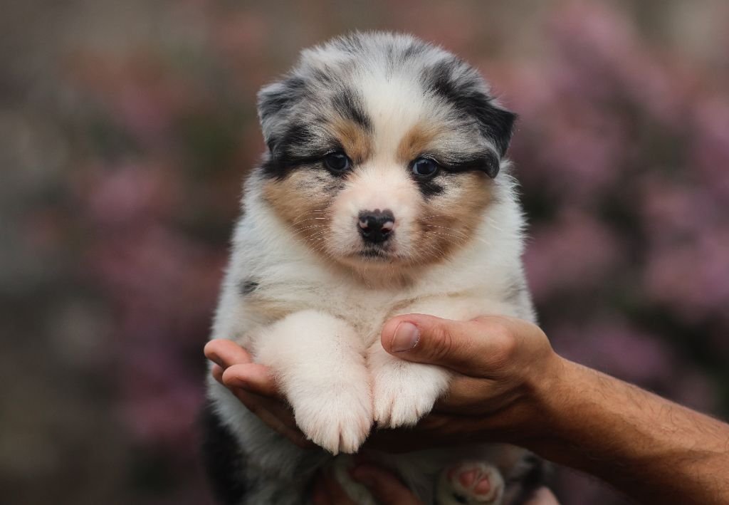 Semper Fidélis Aussie - Chiots disponibles - Berger Australien
