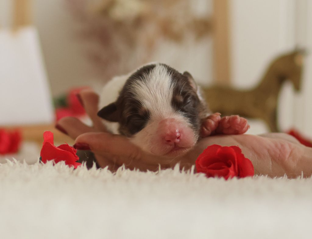 Semper Fidélis Aussie - Chiots disponibles - Berger Australien