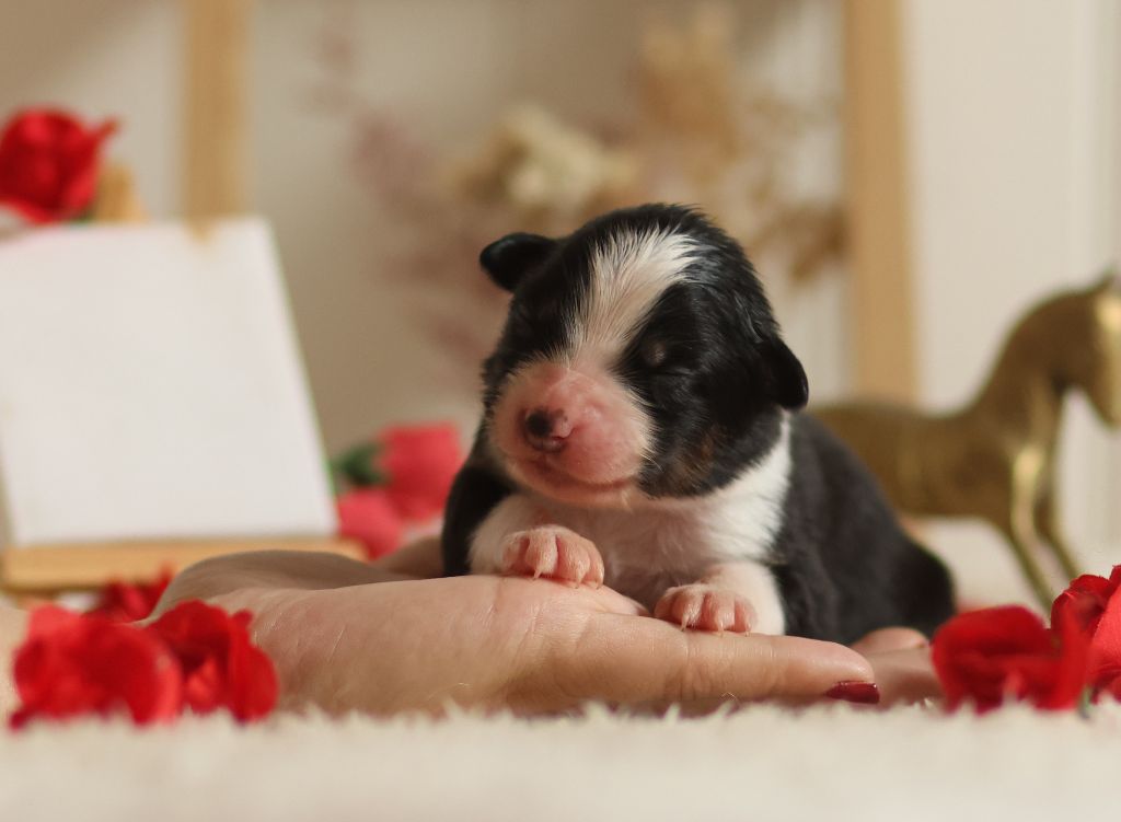 Semper Fidélis Aussie - Chiots disponibles - Berger Australien