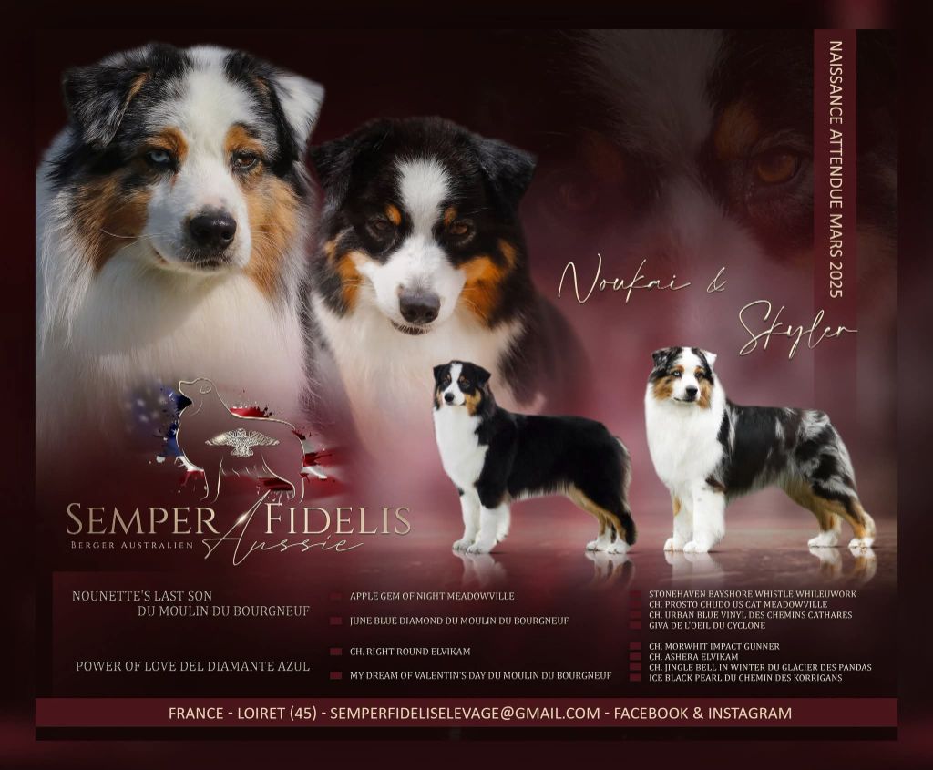 Semper Fidélis Aussie - Berger Australien - Portée née le 28/03/2025