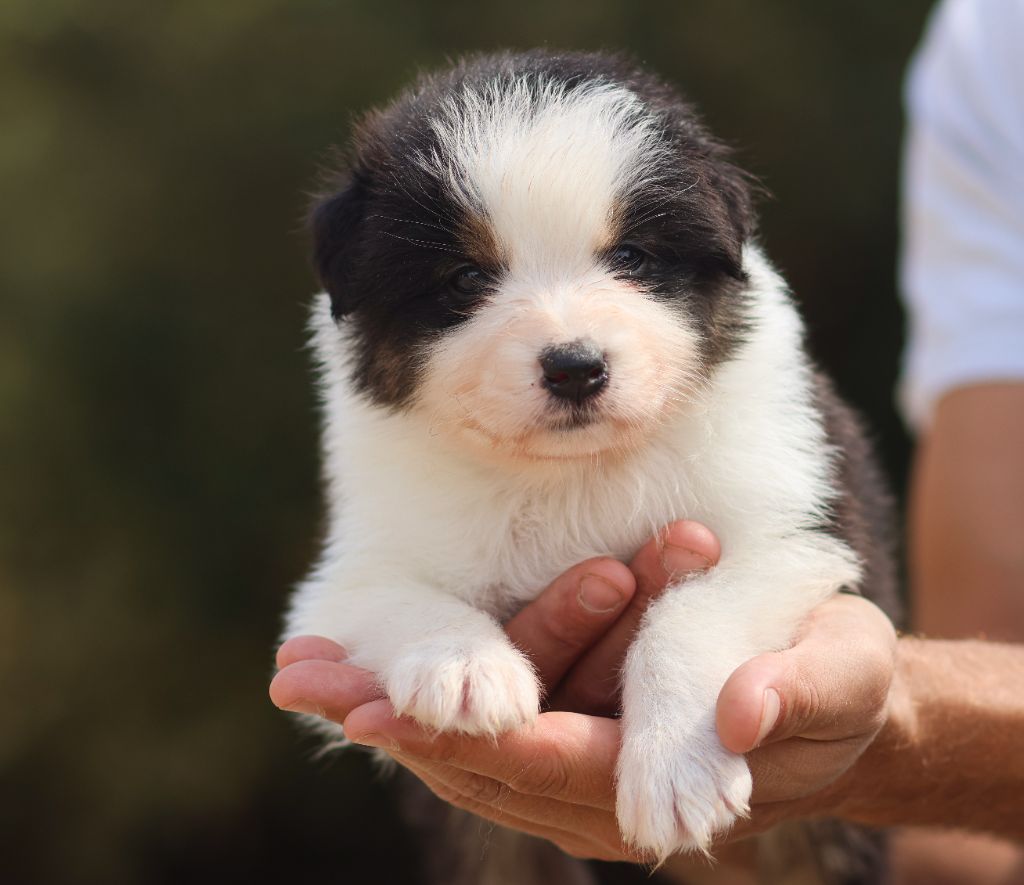 Semper Fidélis Aussie - Chiots disponibles - Berger Australien