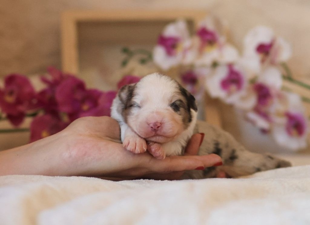 Femelle Bleu Merle
