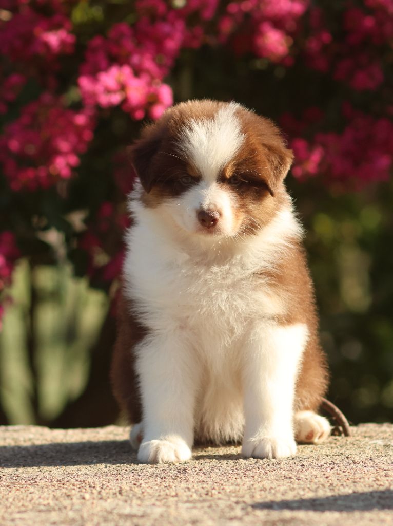 Semper Fidélis Aussie - Chiots disponibles - Berger Australien