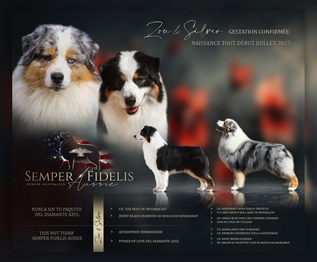 Chiot Berger Australien Semper Fidélis Aussie
