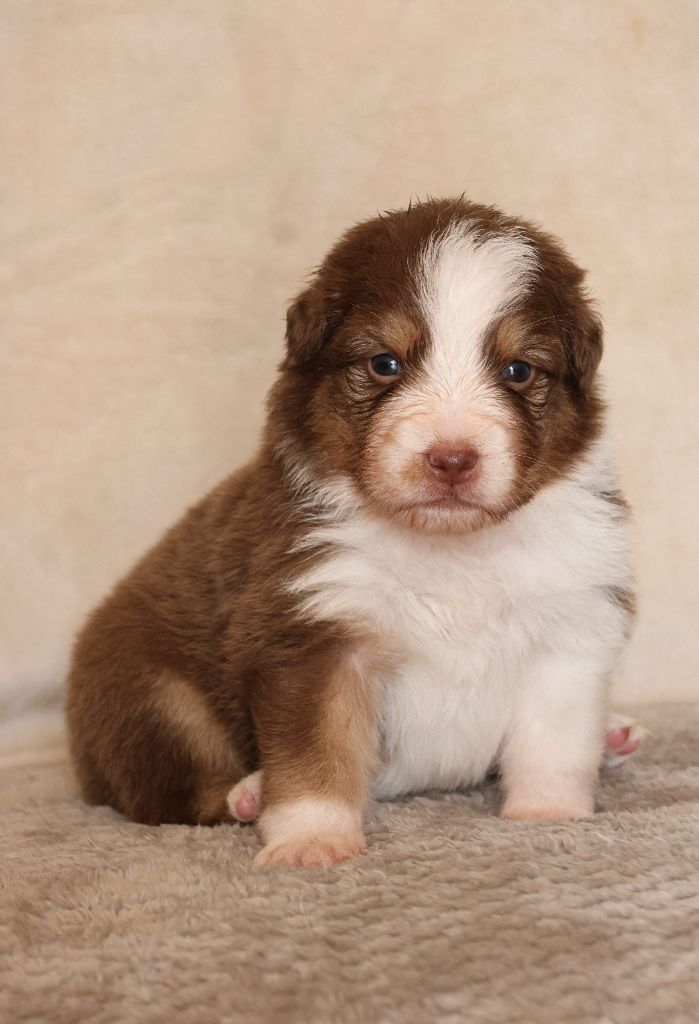 Semper Fidélis Aussie - Chiots disponibles - Berger Australien
