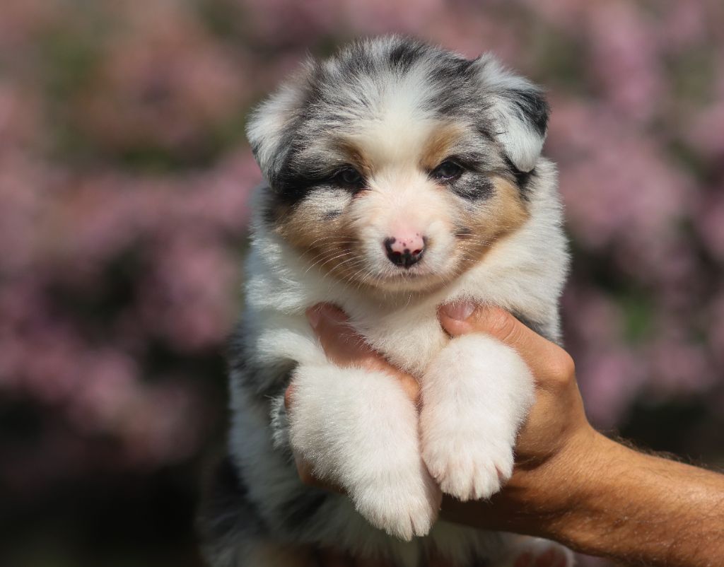 Semper Fidélis Aussie - Chiots disponibles - Berger Australien