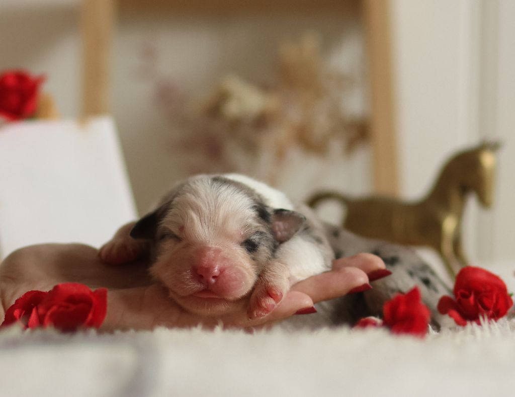 Semper Fidélis Aussie - Chiots disponibles - Berger Australien