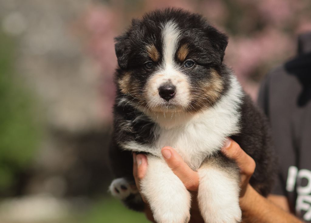 Semper Fidélis Aussie - Chiots disponibles - Berger Australien