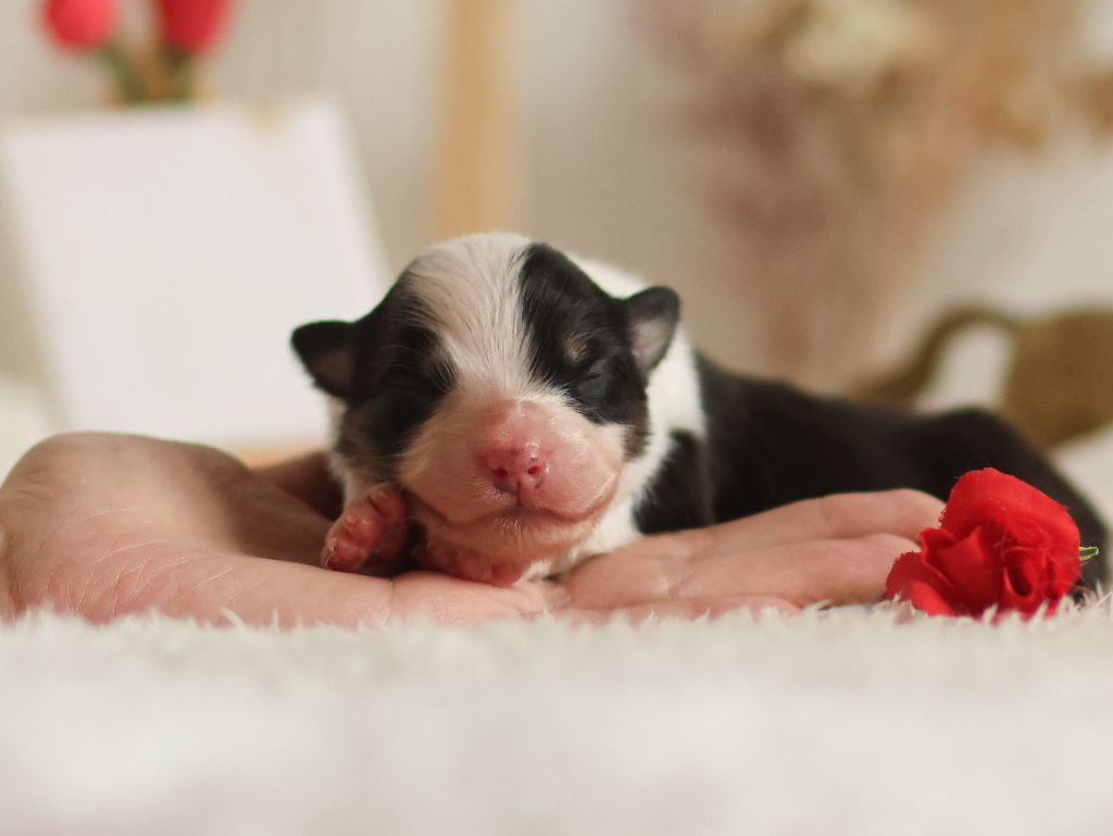 Semper Fidélis Aussie - Chiots disponibles - Berger Australien