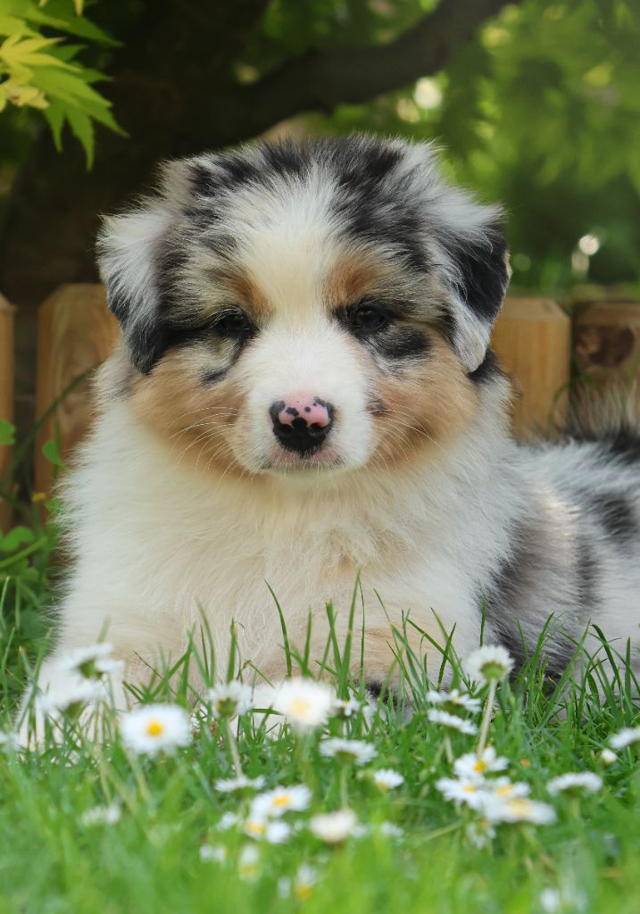 Semper Fidélis Aussie - Chiots disponibles - Berger Australien