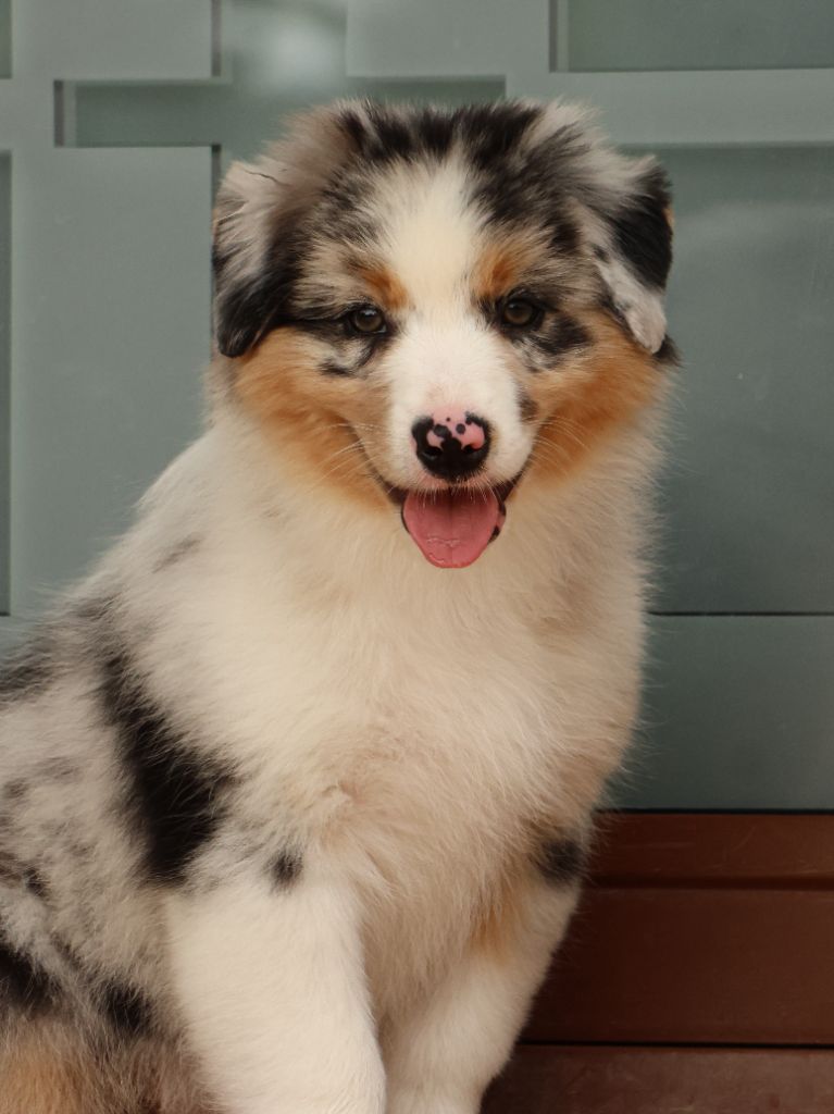 Semper Fidélis Aussie - Chiots disponibles - Berger Australien