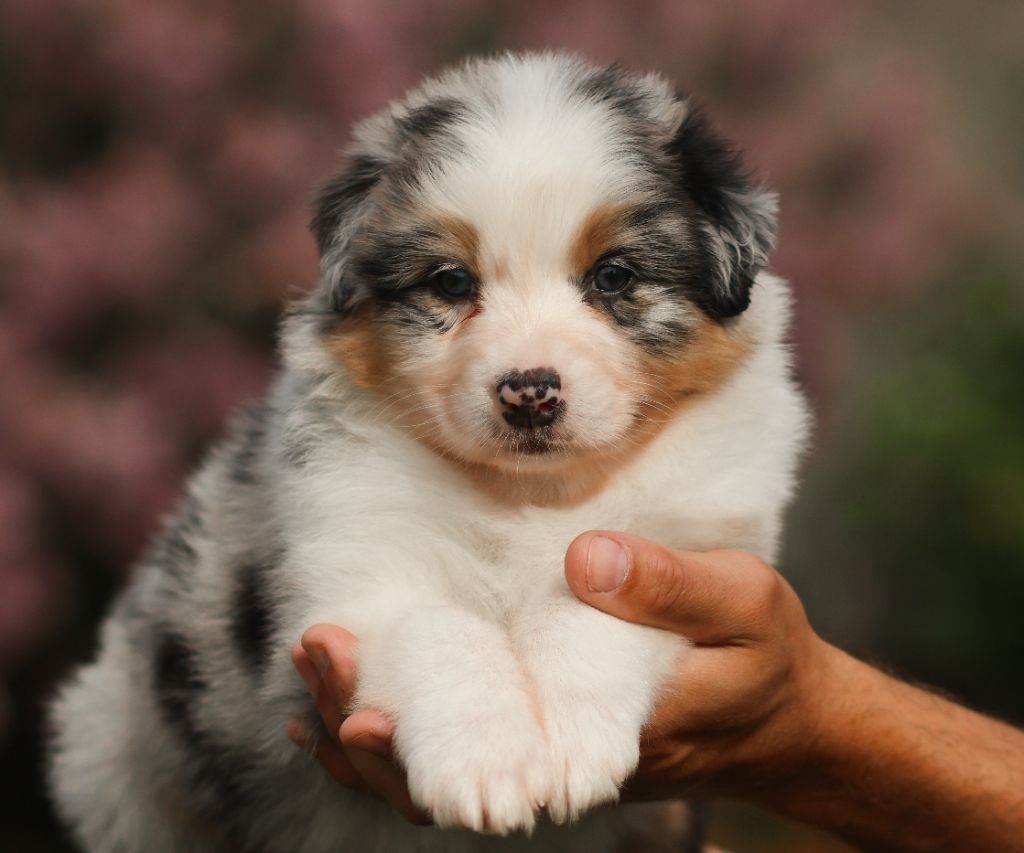 Semper Fidélis Aussie - Chiots disponibles - Berger Australien