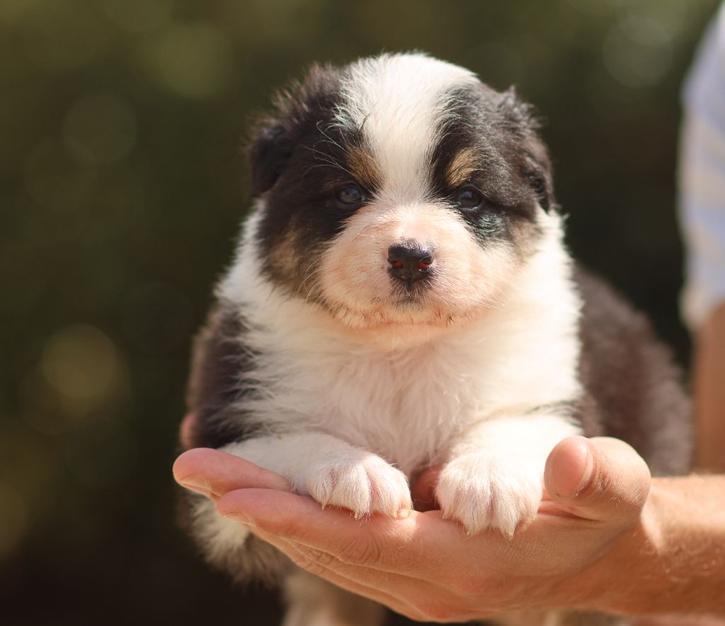 Semper Fidélis Aussie - Chiots disponibles - Berger Australien