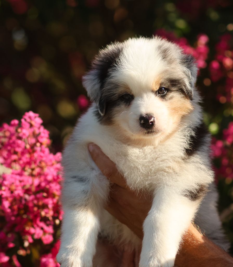 Semper Fidélis Aussie - Chiots disponibles - Berger Australien