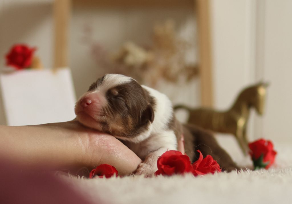 Semper Fidélis Aussie - Chiots disponibles - Berger Australien
