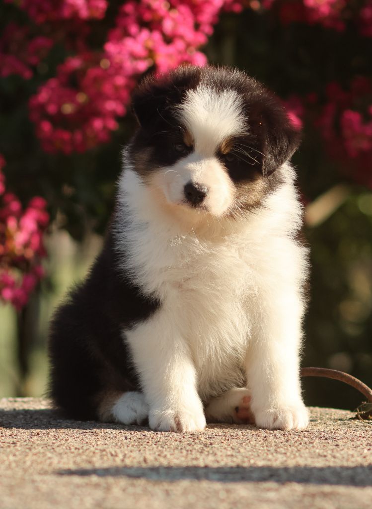 Semper Fidélis Aussie - Chiots disponibles - Berger Australien