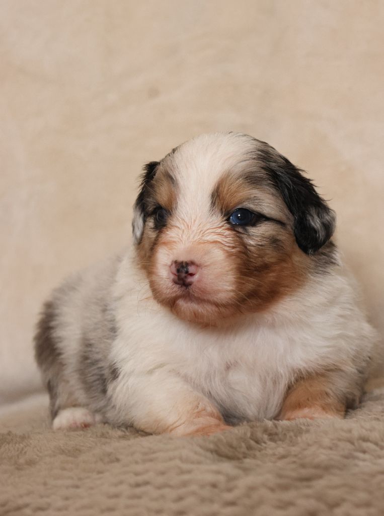 Semper Fidélis Aussie - Chiots disponibles - Berger Australien