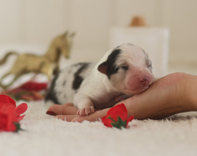 Femelle Bleu Merle