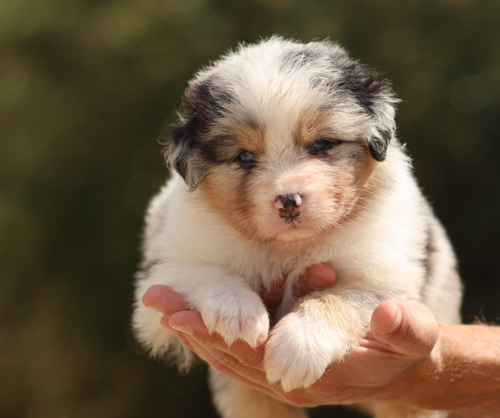 Semper Fidélis Aussie - Chiots disponibles - Berger Australien