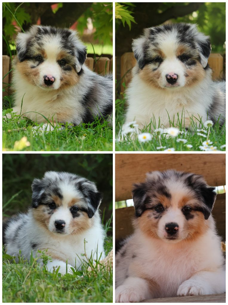 Chiot Berger Australien Semper Fidélis Aussie