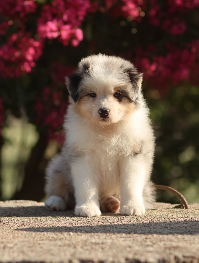 Semper Fidélis Aussie - Chiots disponibles - Berger Australien
