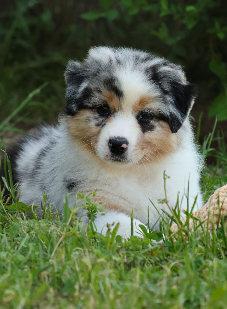 Semper Fidélis Aussie - Chiots disponibles - Berger Australien