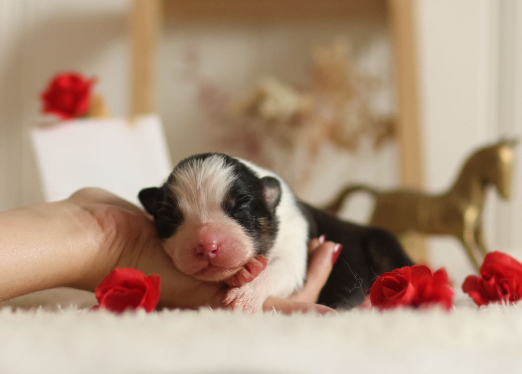 Semper Fidélis Aussie - Chiots disponibles - Berger Australien