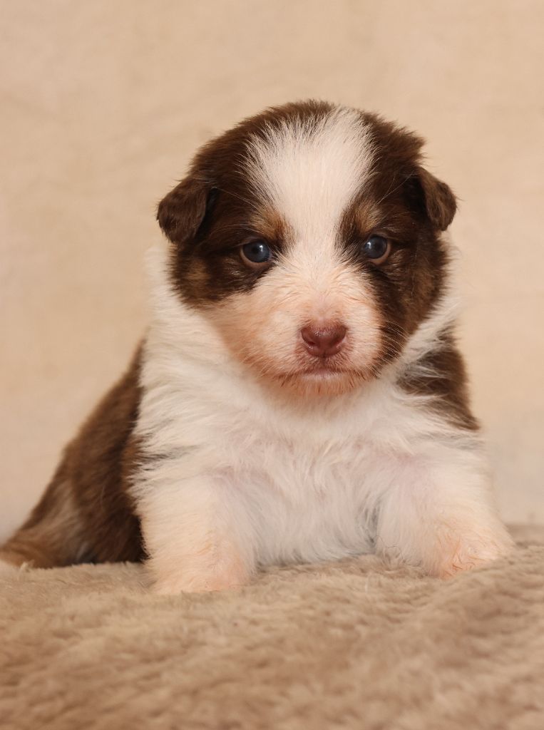 Semper Fidélis Aussie - Chiots disponibles - Berger Australien