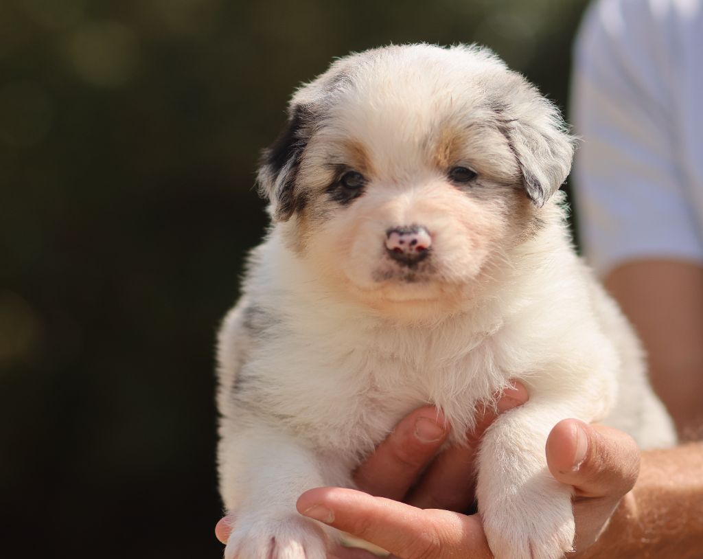Semper Fidélis Aussie - Chiots disponibles - Berger Australien
